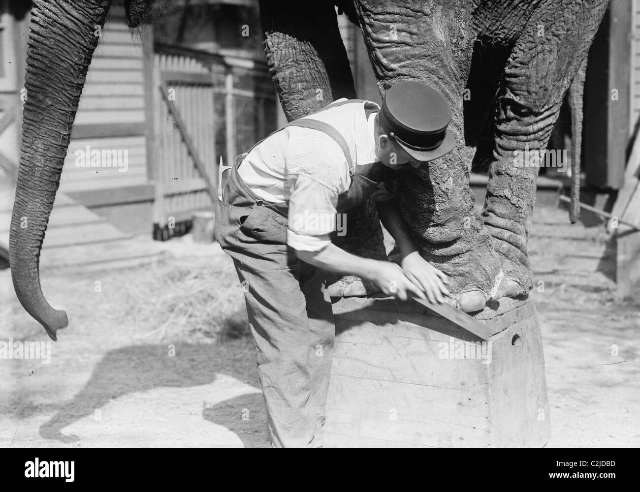 Manicuring an Elephant in New York's Central Park Stock Photo