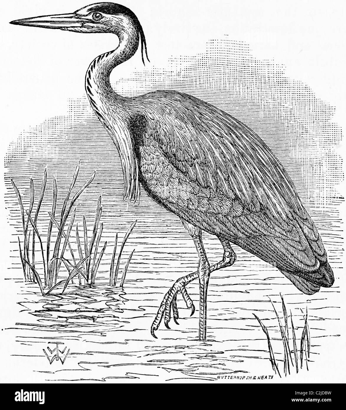 Heron Drawing