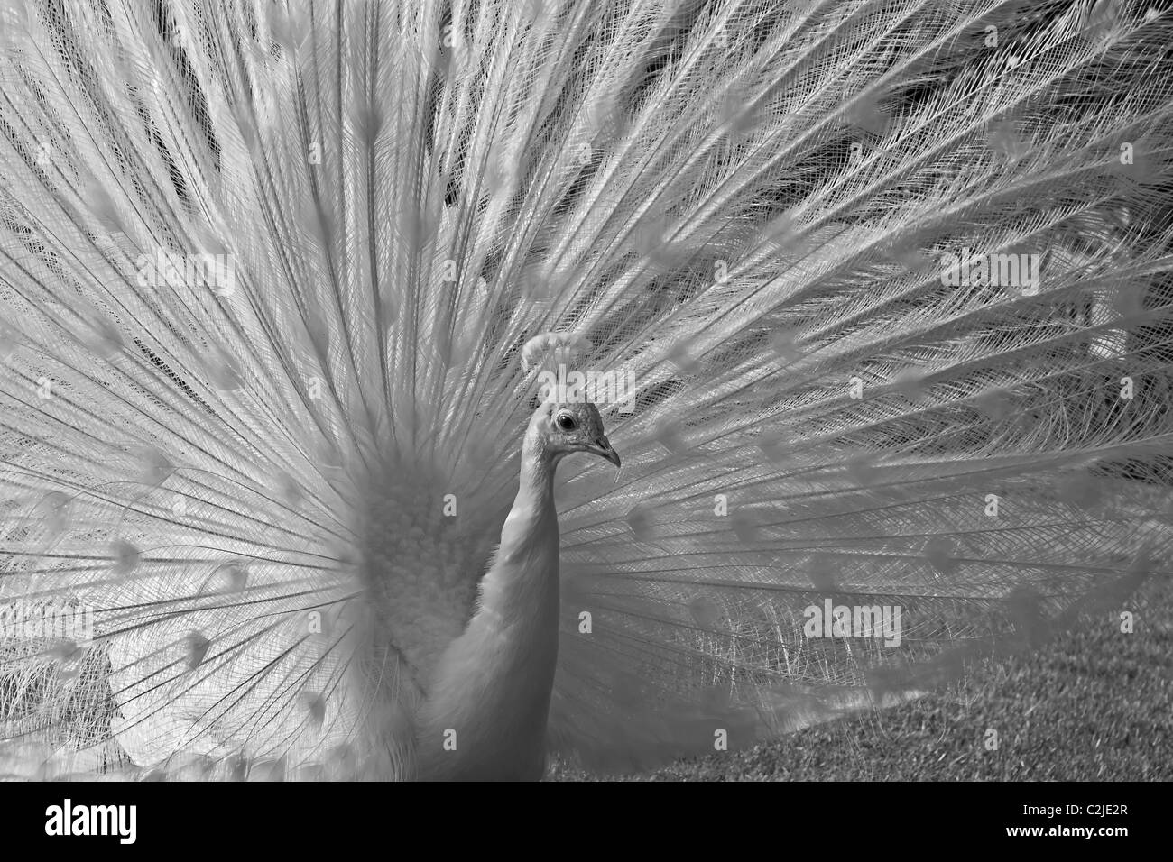 Peacock feather Black and White Stock Photos & Images - Alamy