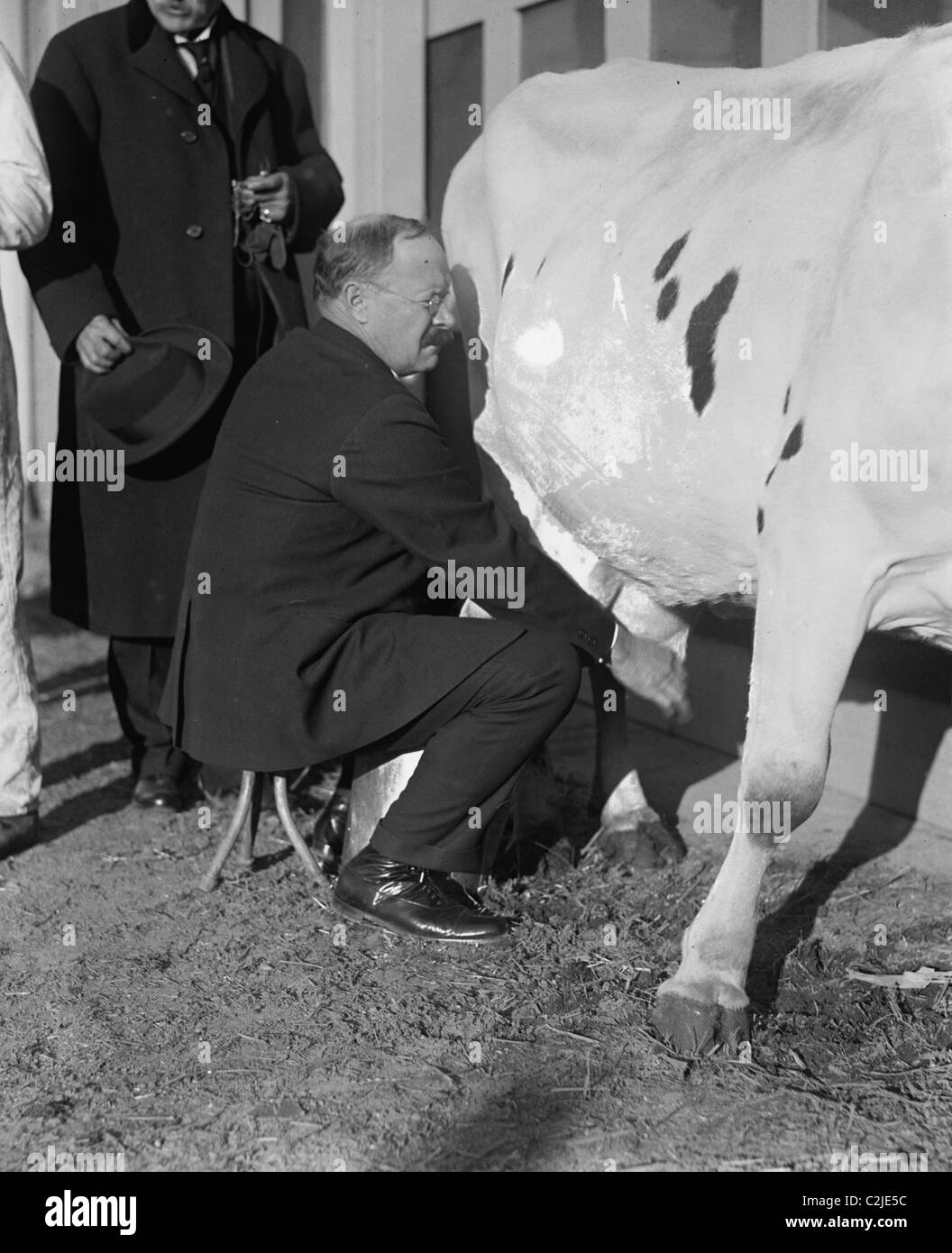 Senator Milks a Cow Stock Photo