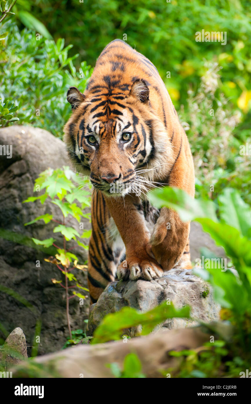 close up of a Sumatran tiger in the forest Stock Photo