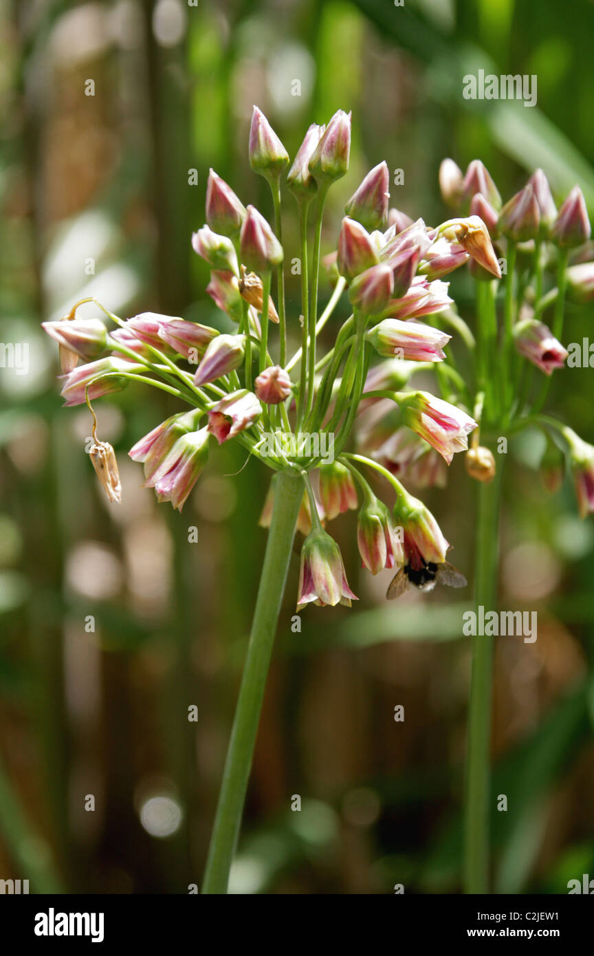 Sicilian Honey Garlic, Nectaroscordum siculum, Alliaceae. Aka Mediterranean Bells, Allium Siculum. Stock Photo