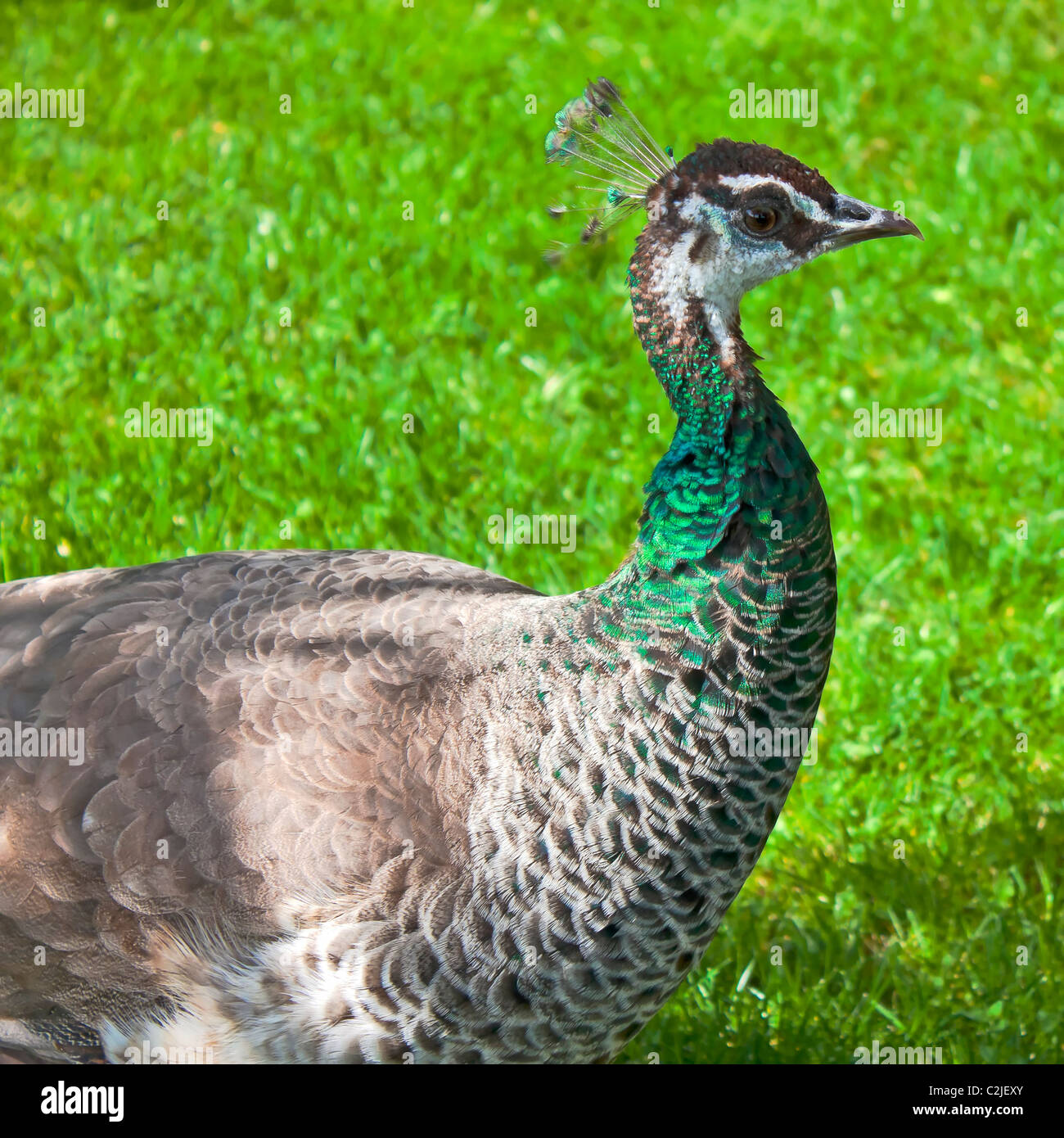 peacock Stock Photo