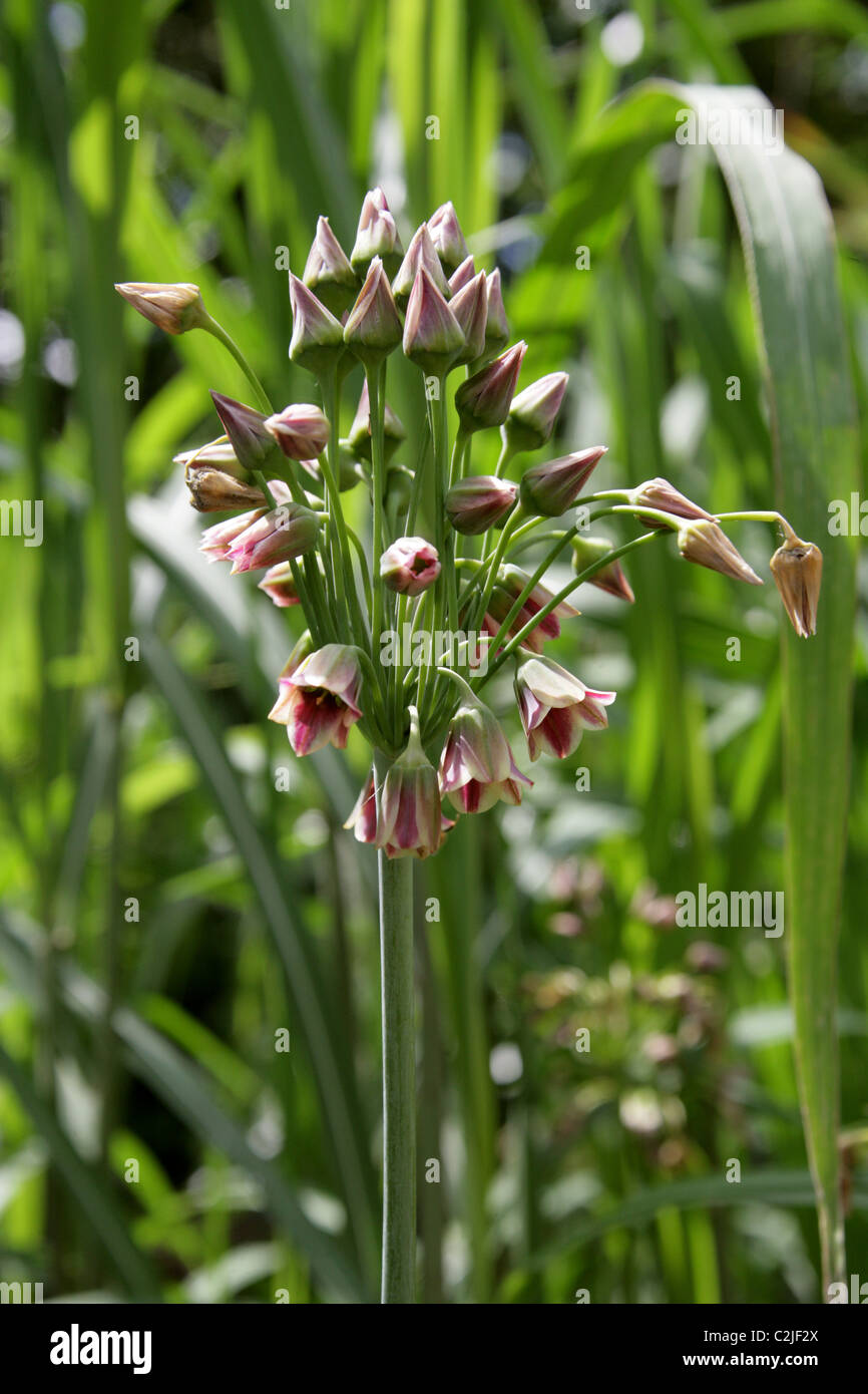 Sicilian Honey Garlic, Nectaroscordum siculum, Alliaceae. Aka Mediterranean Bells, Allium Siculum. Stock Photo