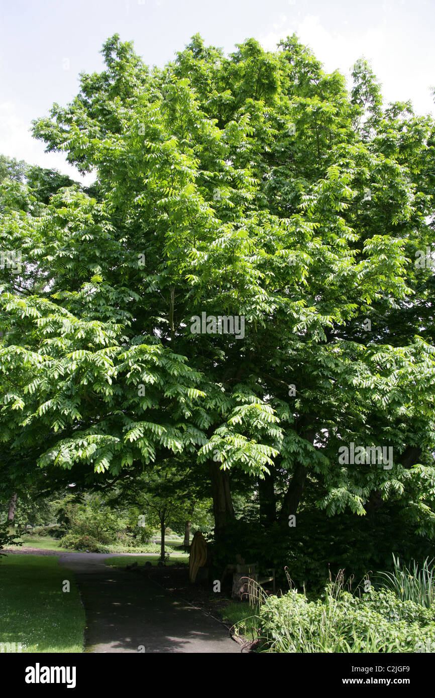 Tree of Heaven, Ailanthus altissima, Simaroubaceae. Northeast and Central China and Taiwan. Stock Photo
