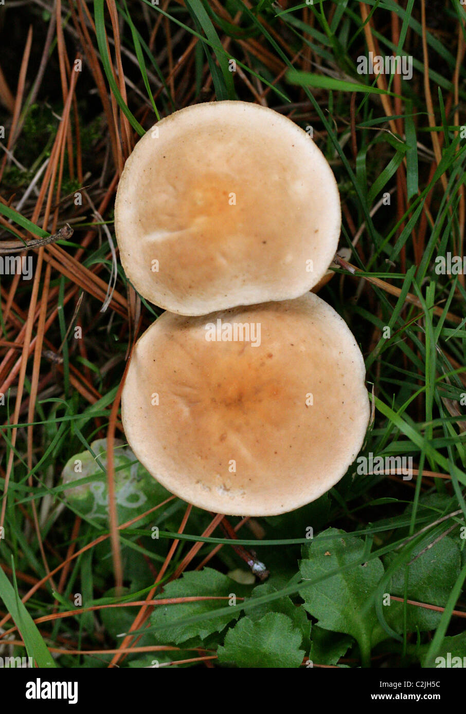 Fungus Growing in Grass Near Conifer Trees. Stock Photo
