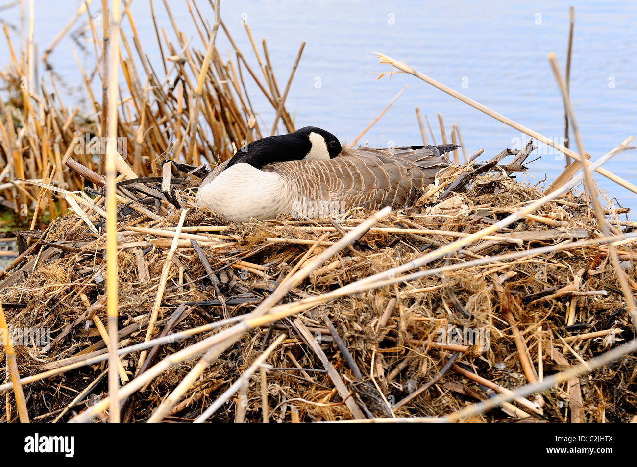 Geese nesting hi-res stock photography and images - Alamy