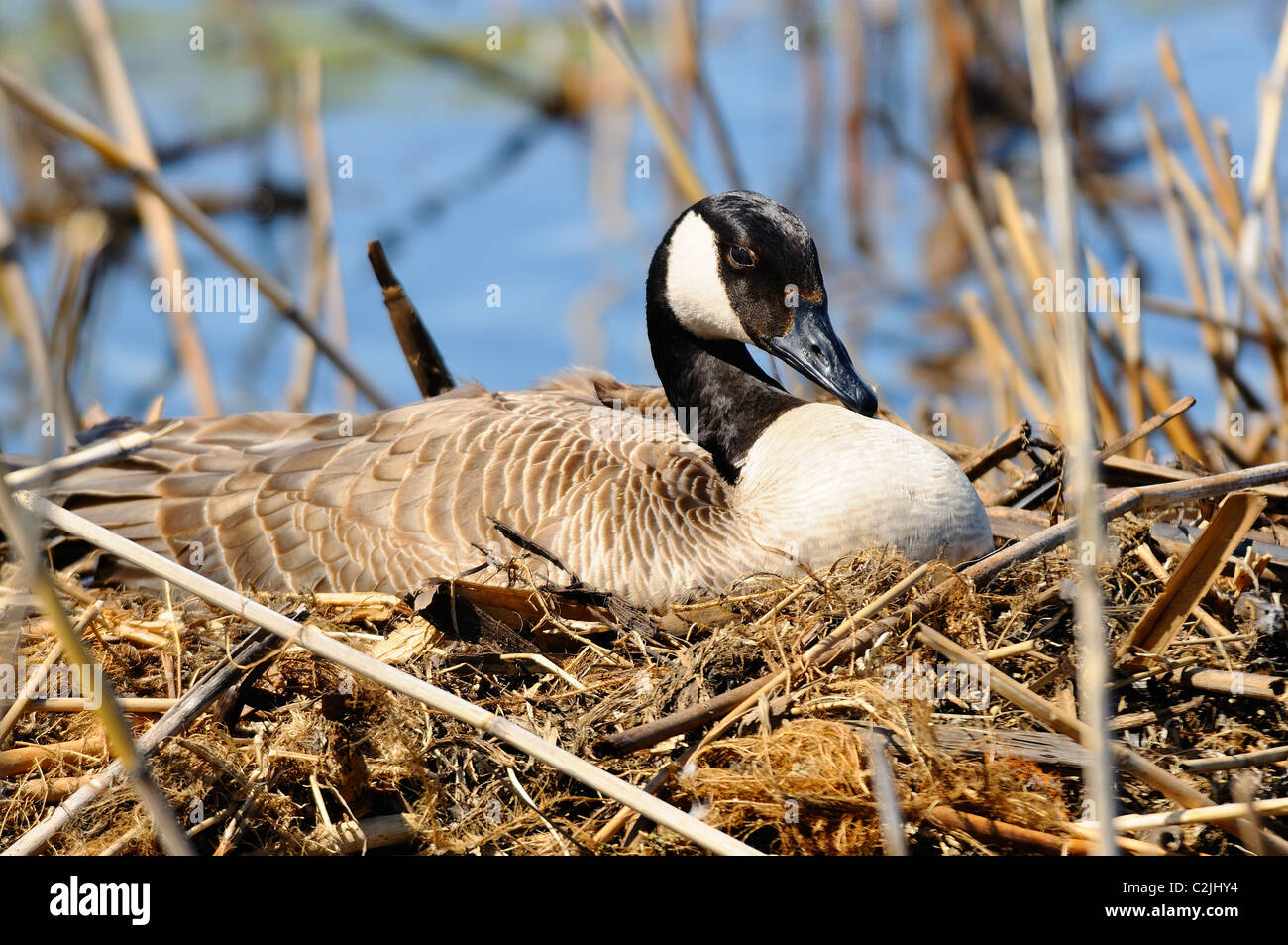 Female Canadian goose nesting atop a mound of mud, grasses and reeds