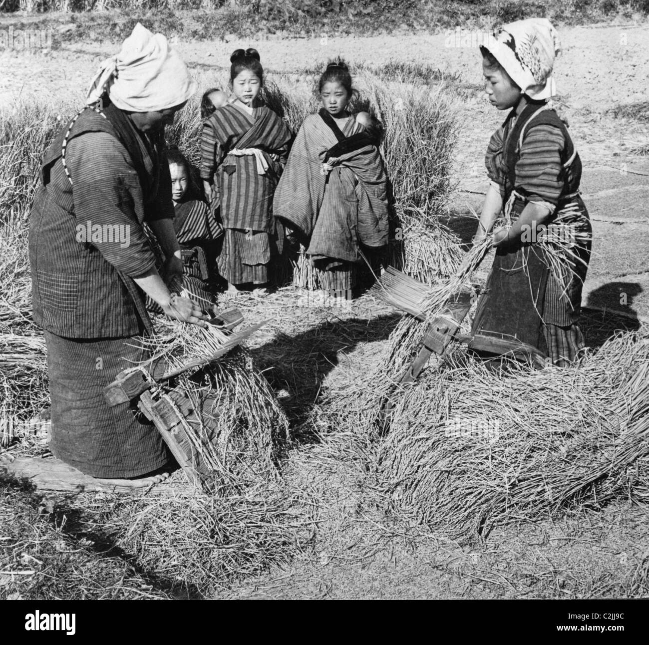 Peasant women Rice Farming Stock Photo