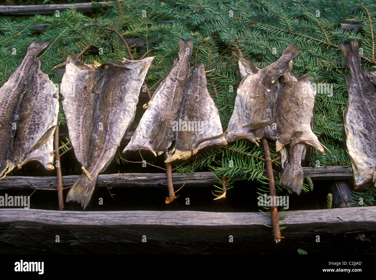 drying codfish, salted fish, salted food, food preservation, Acadian Historical Village, near