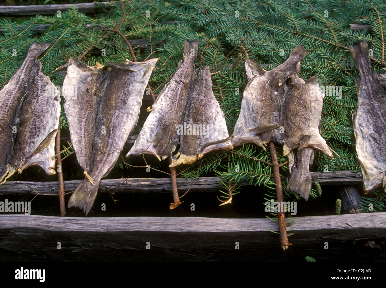 drying codfish, salted fish, salted food, food preservation, Acadian Historical Village, near town of Caraquet, New Brunswick Province, Canada Stock Photo