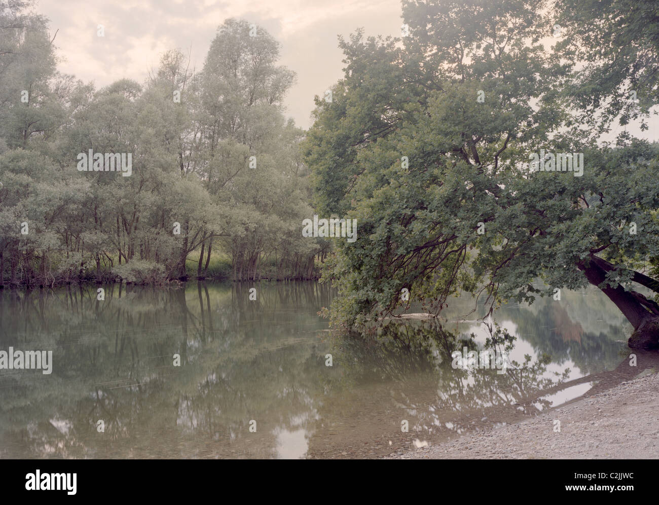 River oak tree hi-res stock photography and images - Alamy