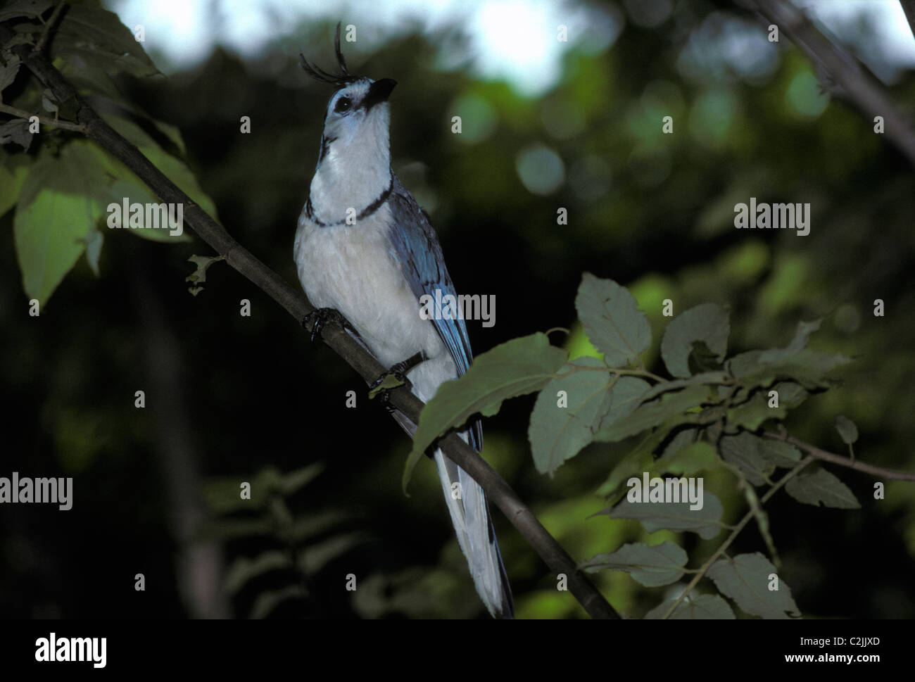 Magpie jay (Calocitta formosa Corvidae) in tropical dry forest, Costa