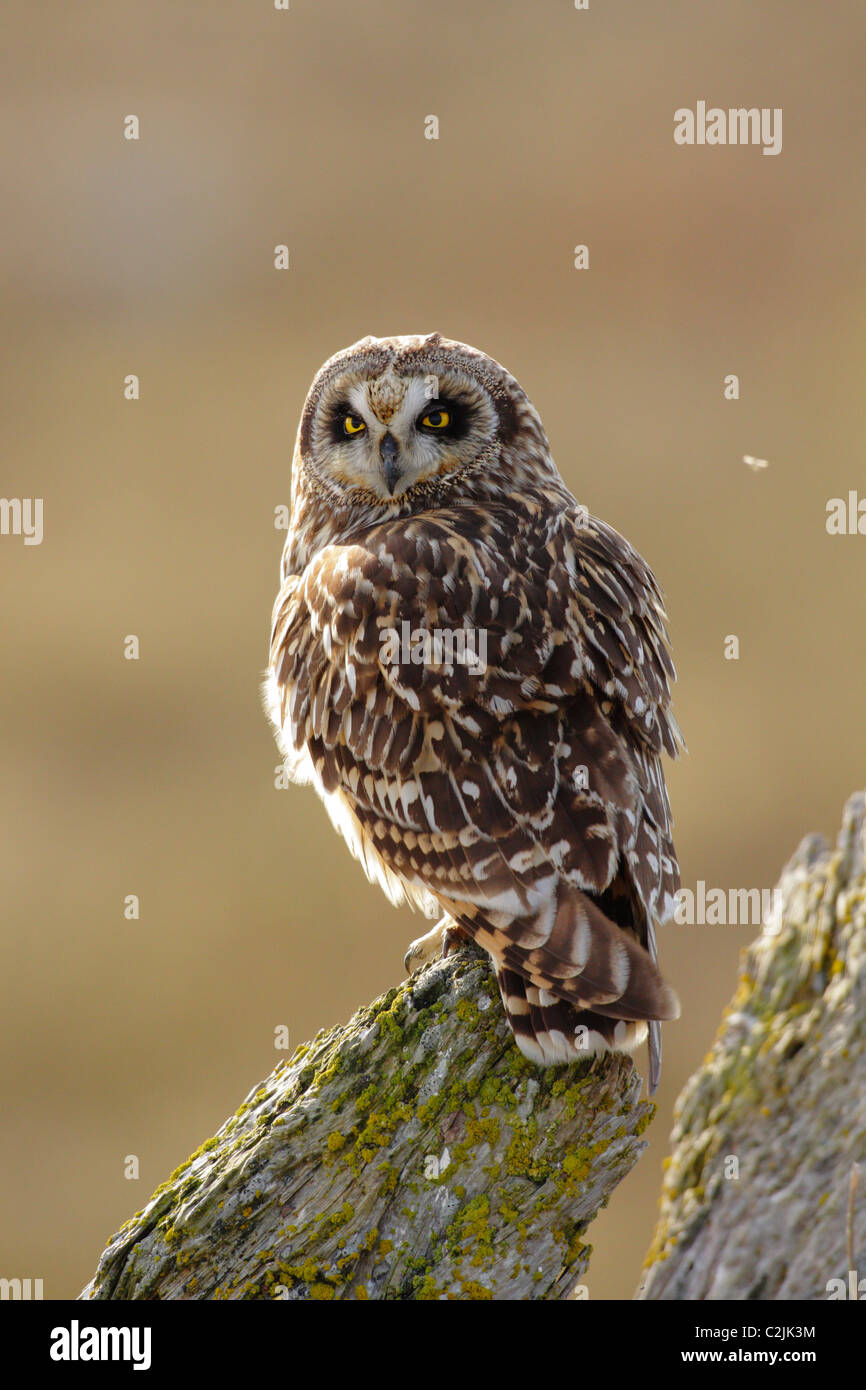 Short eared owl perched on lichen covered stump in saltmarsh-Boundary Bay, Vancouver, British Columbia, Canada. Stock Photo