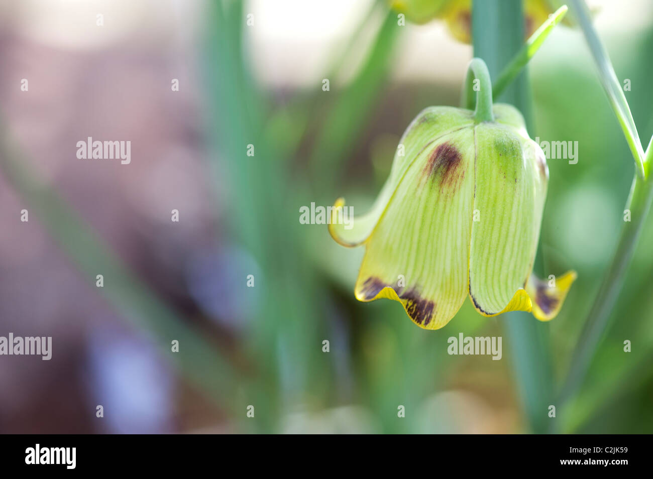 Fritillaria acmopetala. Fritillary flower. Cyprian Missionbells in RHS Wisley gardens alpine house in spring. UK Stock Photo