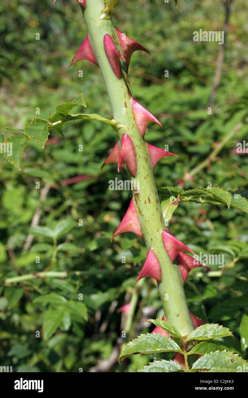 Dog rose (Rosa canina), stem with large thorns, UK. Stock Photo