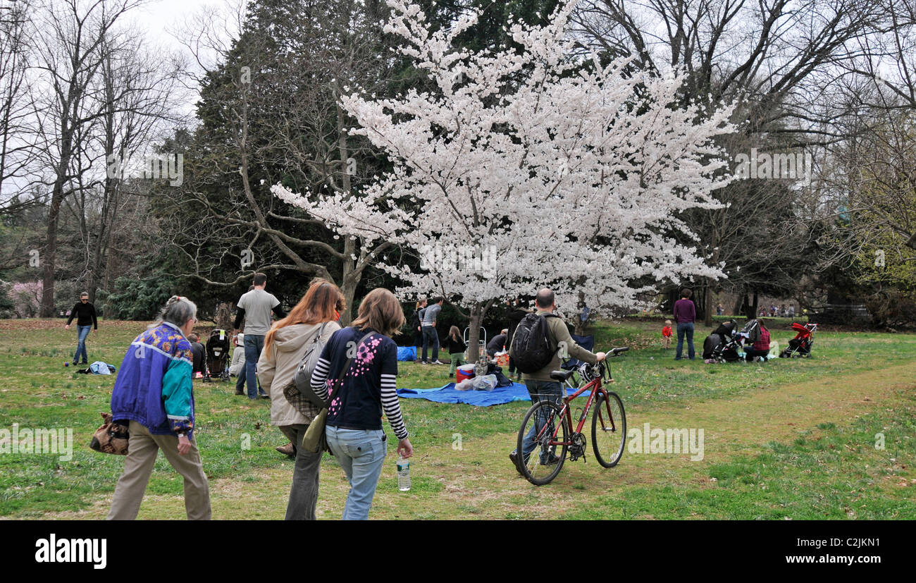 People go to Fairmount Park for Sakura Sunday spring celebration