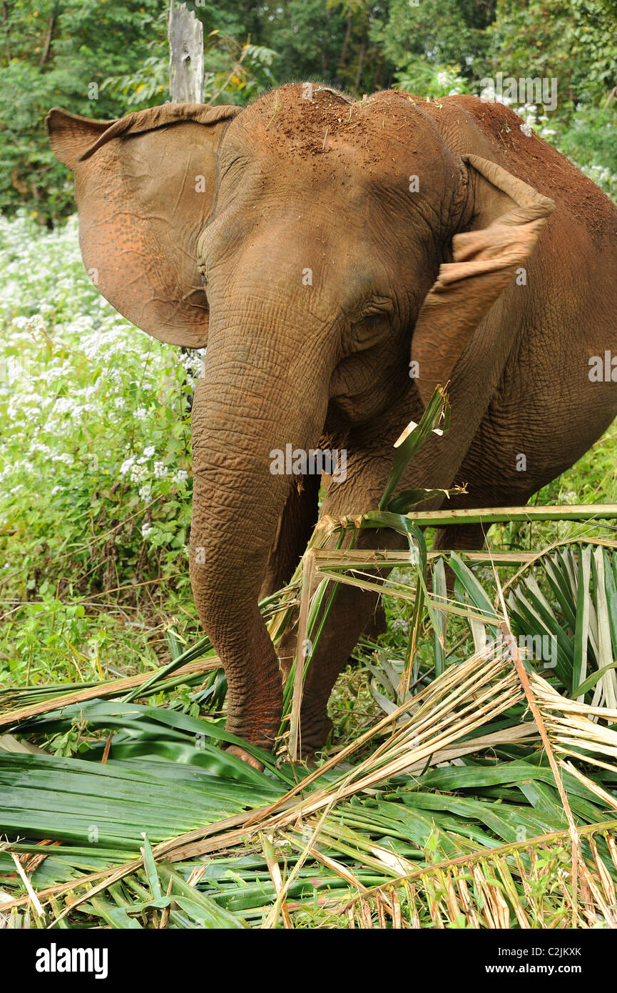 Elephant enjoying the freedom and natural habitat of Elephant Valley, Sen Monorom, Mondulkiri Province, Cambodia Stock Photo