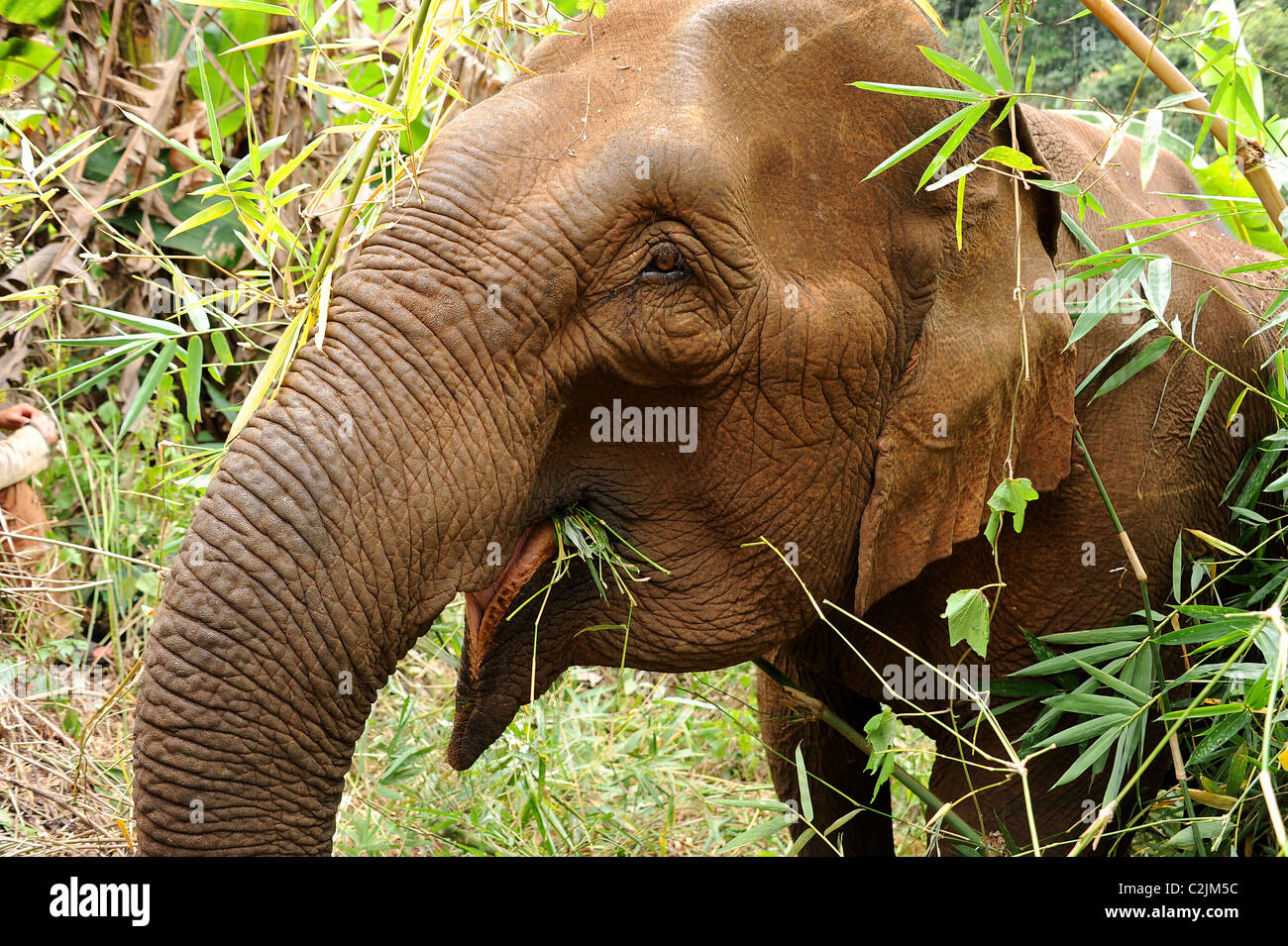 Elephant enjoying the freedom and natural habitat of Elephant Valley, Sen Monorom, Mondulkiri Province, Cambodia Stock Photo
