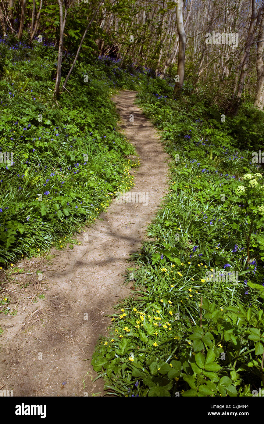 Footpath Dixcart valley woods island Sark Channel Islands Stock Photo