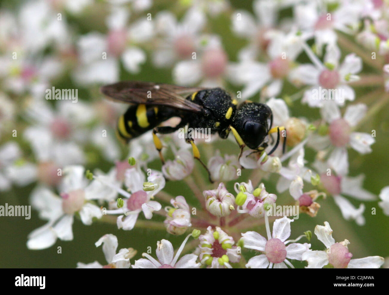 Solitary Predatory Wasp, Ectemnius lapidarius, Crabronidae, Apoidea, Apocrita, Hymenoptera. Stock Photo
