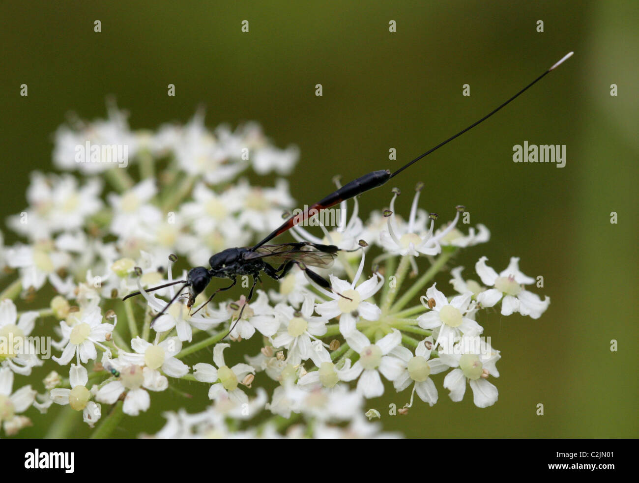 Predatory Wasp, Gasteruption jaculator, Gasteruptiidae, Evanioidea, Apocrita, Hymenoptera. Stock Photo