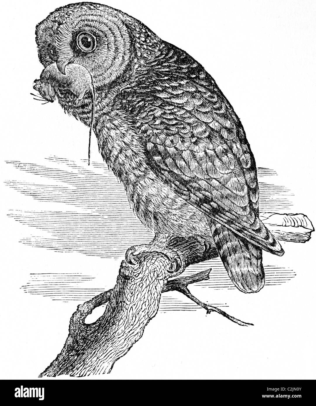 19th Century book illustration, taken from 9th edition (1875) of Encyclopaedia Britannica, of Spotted Owl Stock Photo
