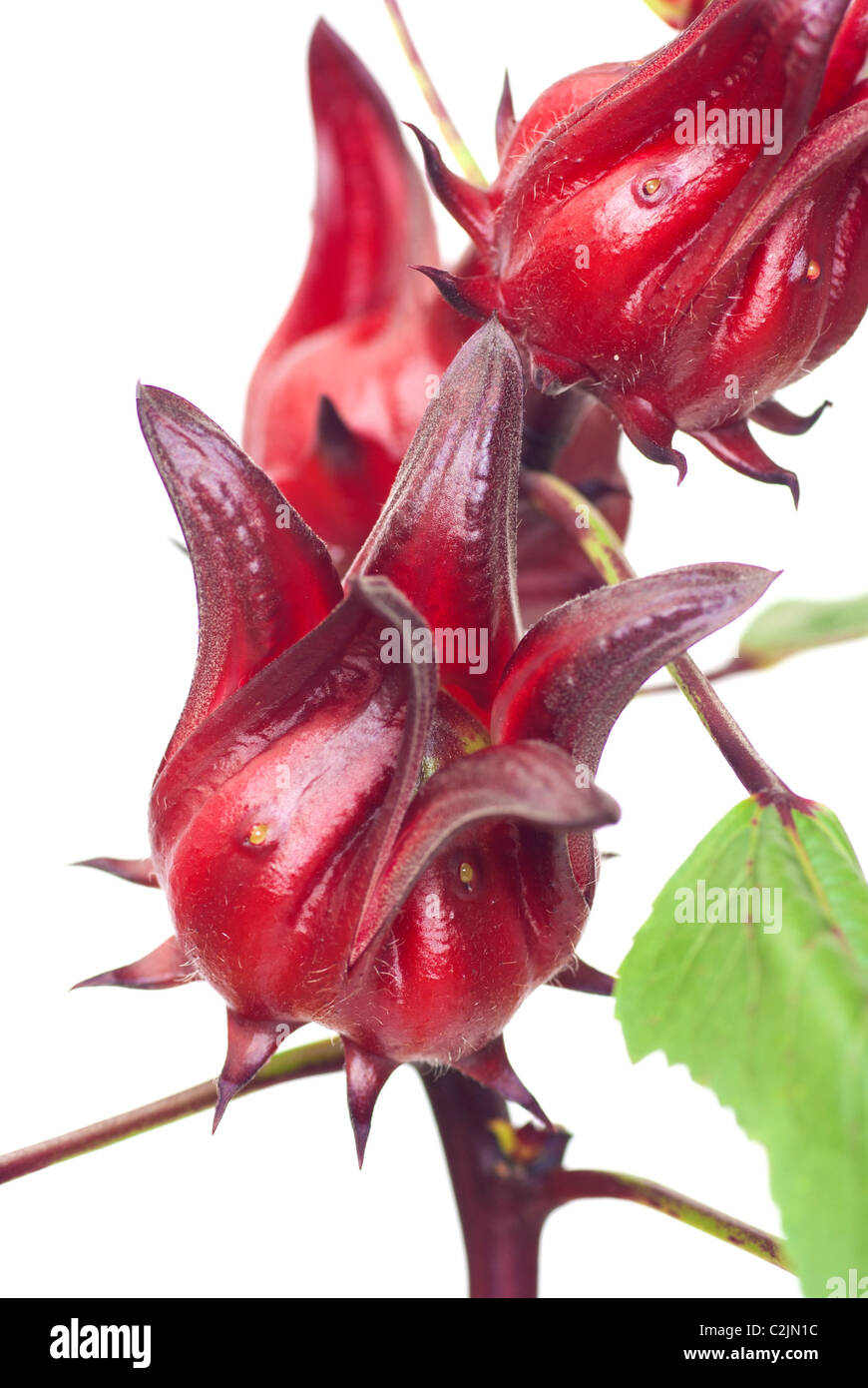 Roselle Fruit Hibiscus sabdariffa Stock Photo Alamy