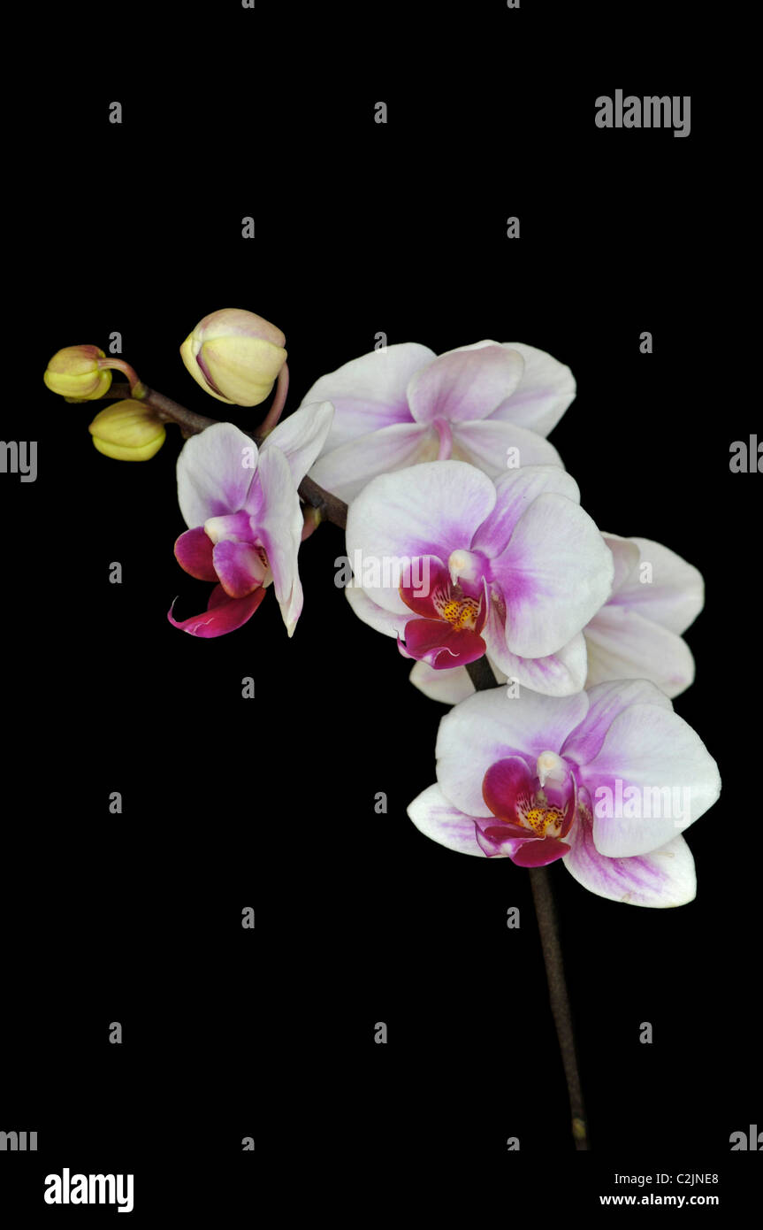Orchid: Paphiopedilum 'fusheng gladup' Stock Photo