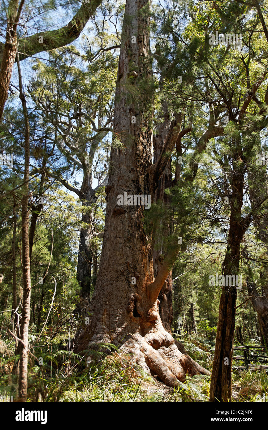 Red Tingle Tree ( Eucalyptus jacksonii ), Walpole-Nornalup National Park, Southwest Australia Stock Photo