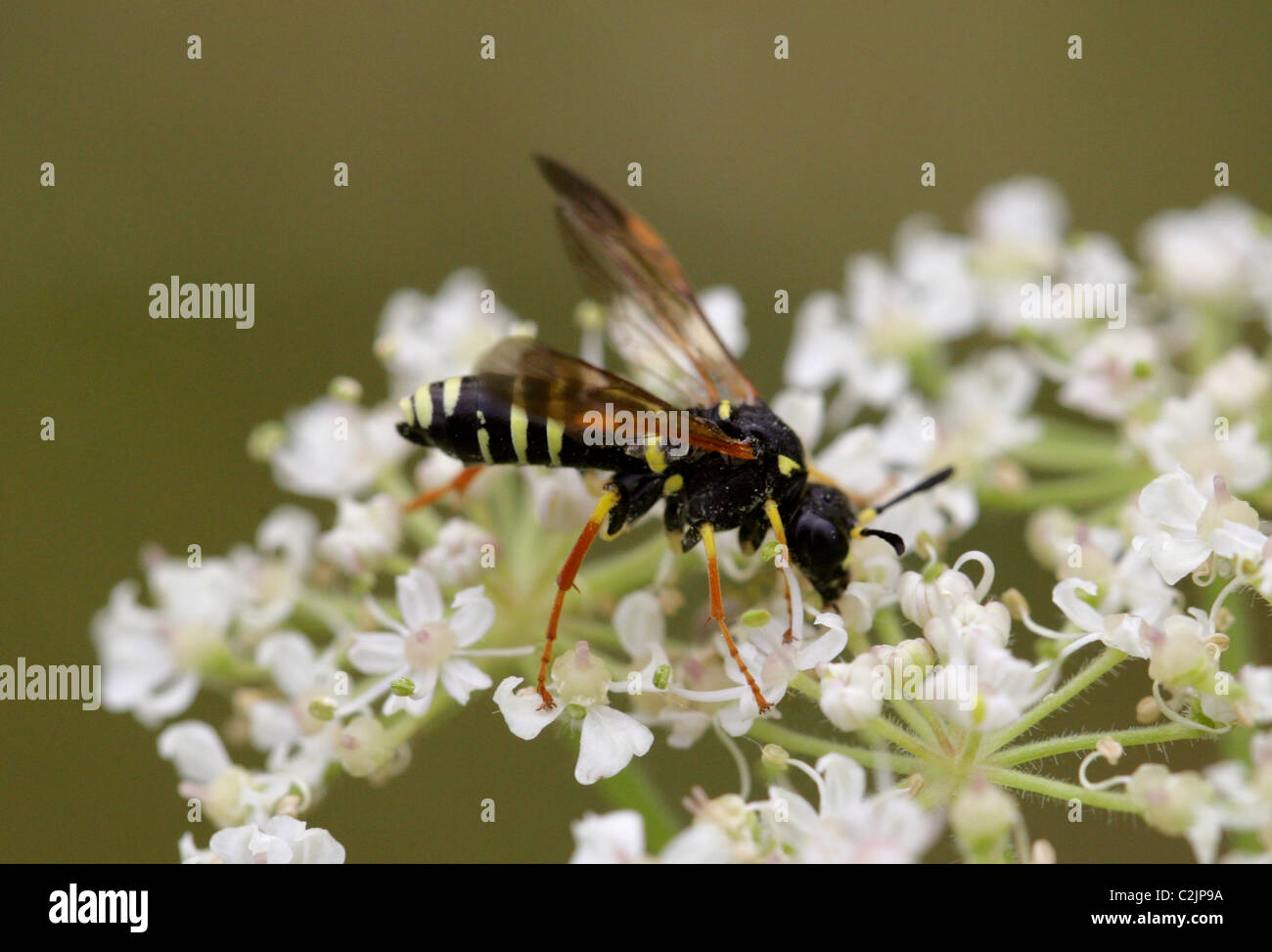 Sawfly, Tenthredo omissa, Tenthredinidae, Symphyta, Hymenoptera. Stock Photo