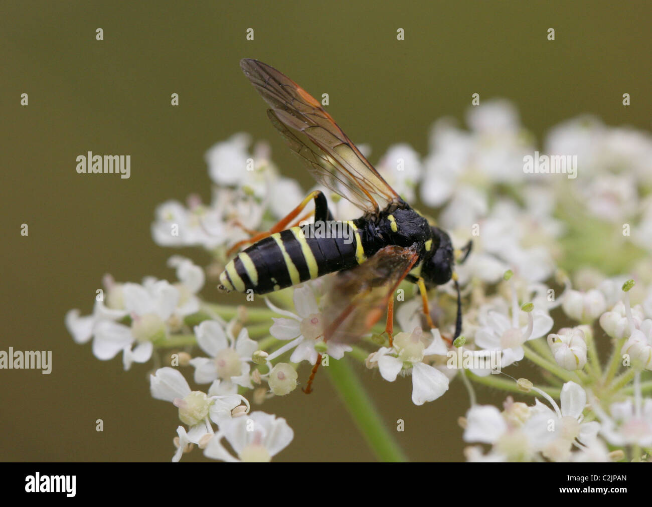 Sawfly, Tenthredo omissa, Tenthredinidae, Symphyta, Hymenoptera. Stock Photo