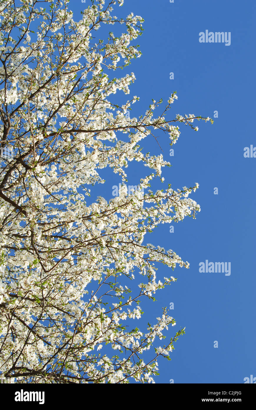 spring , tree in Flowers Stock Photo - Alamy
