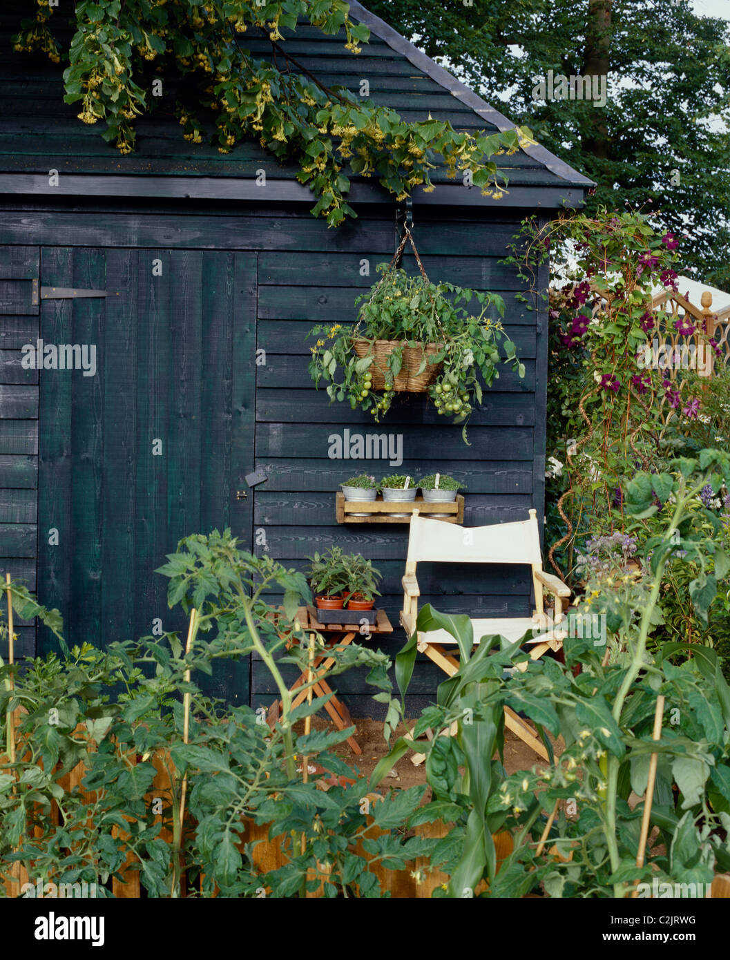 Painted garden shed amongst a vegetable garden Stock Photo - Alamy