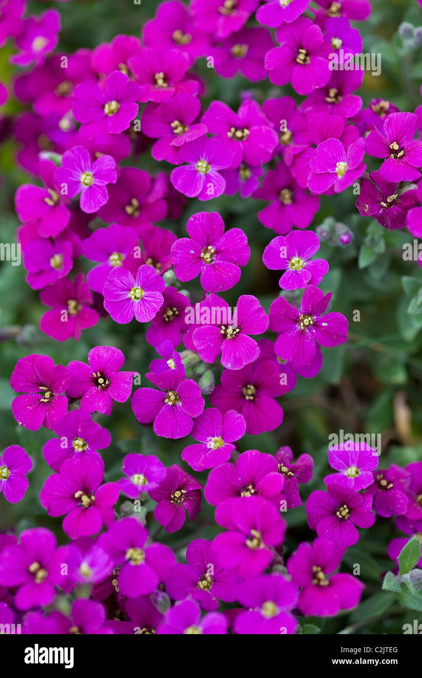 Aubretia Aubrieta pink purple violet and red small perennial ornamental plant Stock Photo