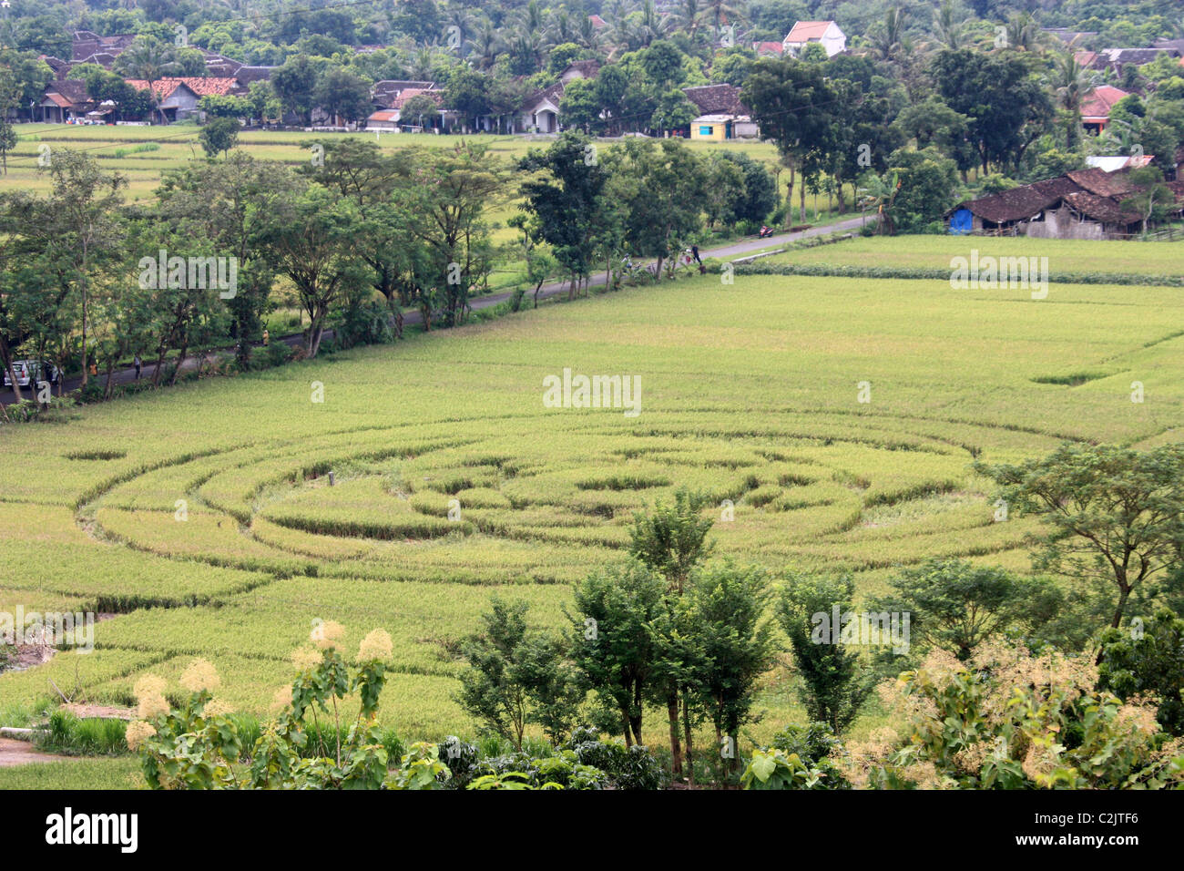 Indonesian crop circle Stock Photo