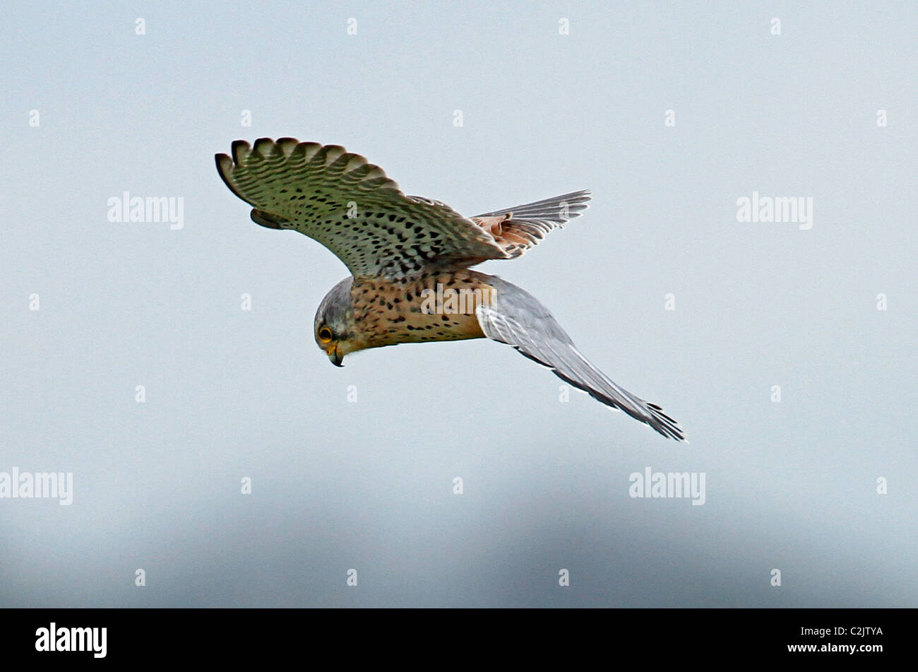 Male Kestrel hovering Stock Photo Alamy
