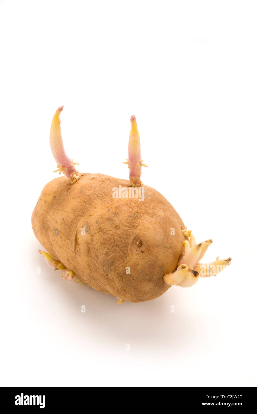 Potato with eyes Stock Photo Alamy