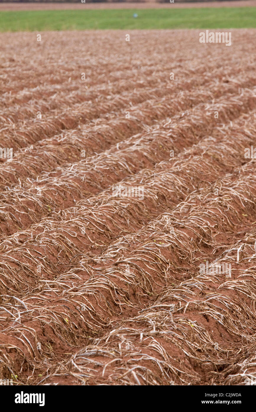 PEI potato fields in the characteristic red clay, south coast of Prince
