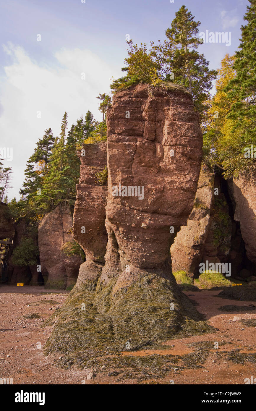 Flower Pot Rocks at low tide, Hopewell Rocks, Bay of Fundy, New