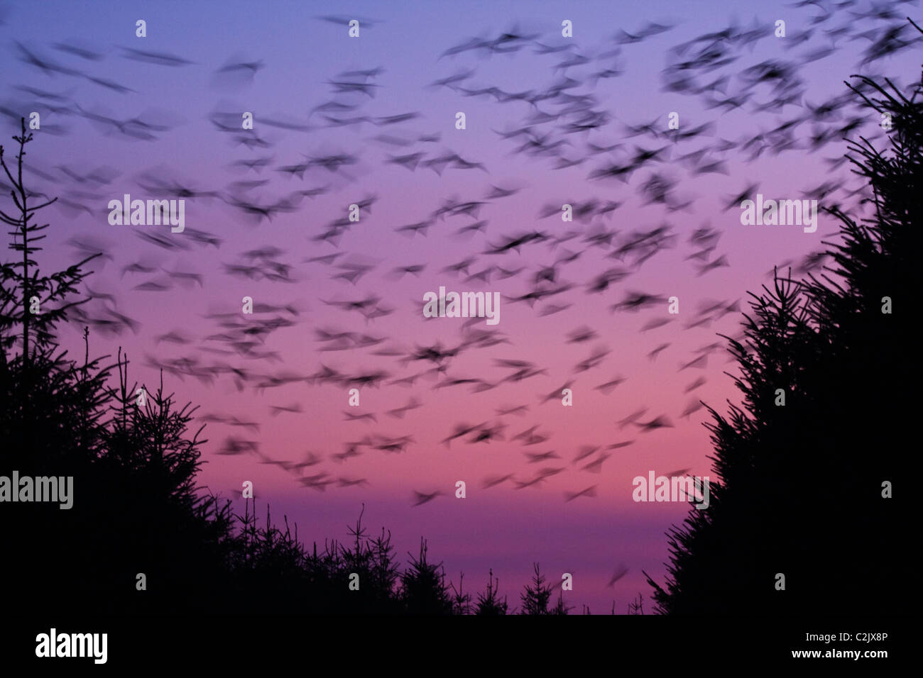 Starling Sturnus vulgaris roost at davidstow disused aerodrome in Cornwall Stock Photo