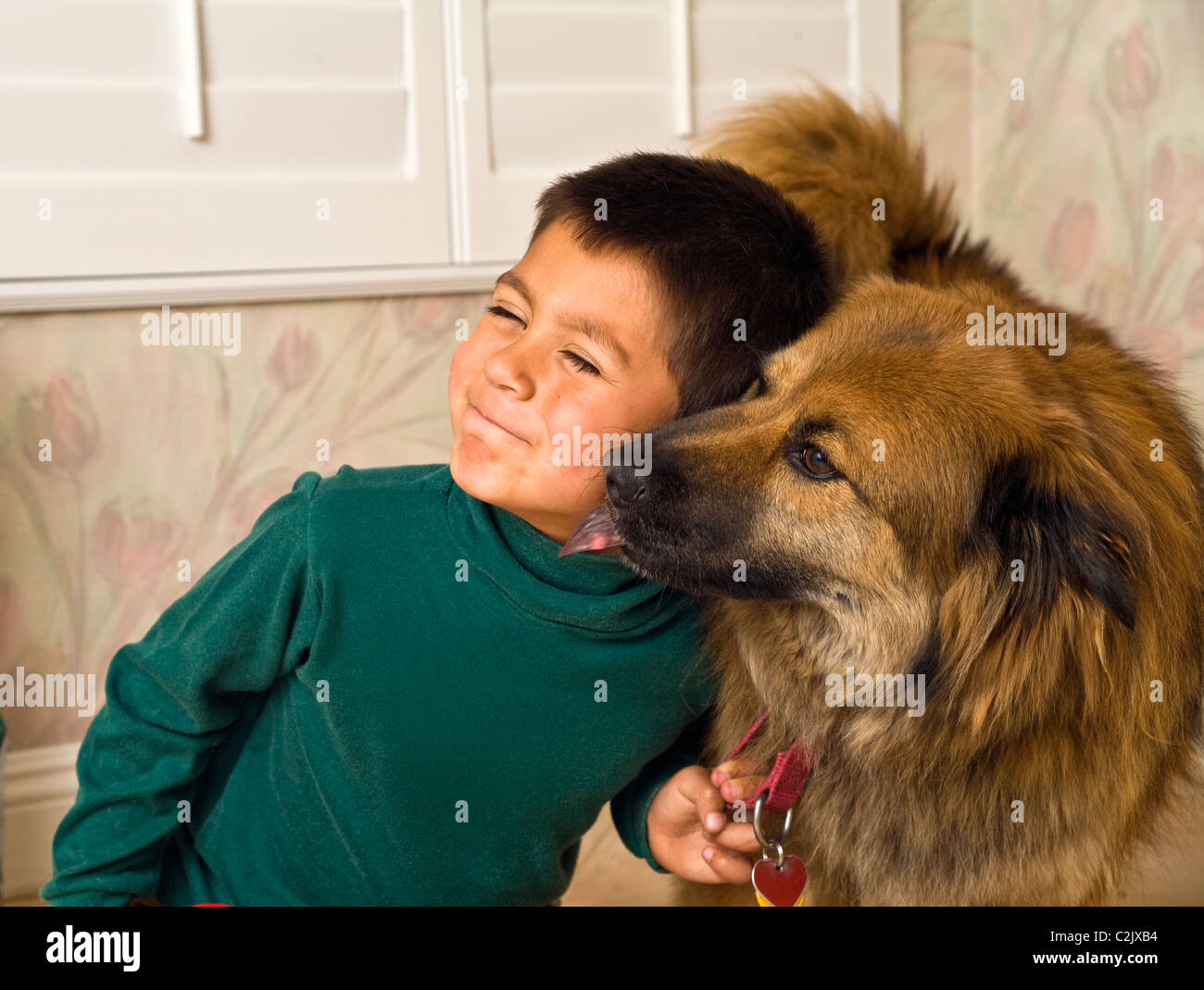 6-7 year old Hispanic boy being licked on the cheek by his German Shepherd and Chow mix  child playing play plays dog cute MR © Myrleen Pearson Stock Photo