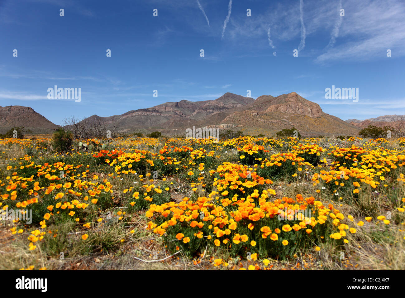 Yellow poppies in a desert field in front of the Franklin Mountains in