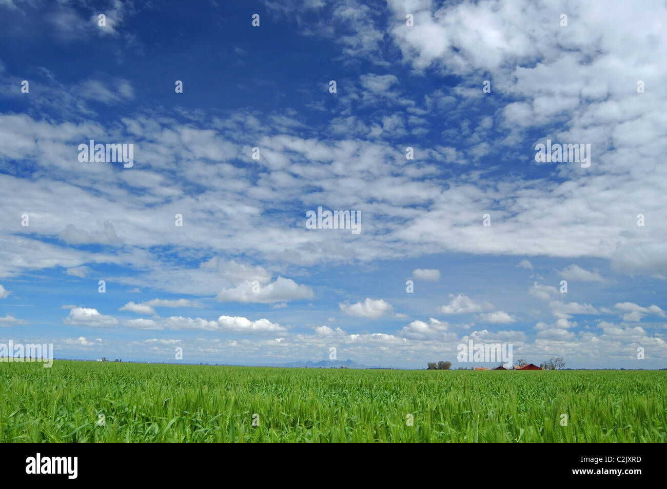Field in springtime in California's Central Valley Stock Photo - Alamy