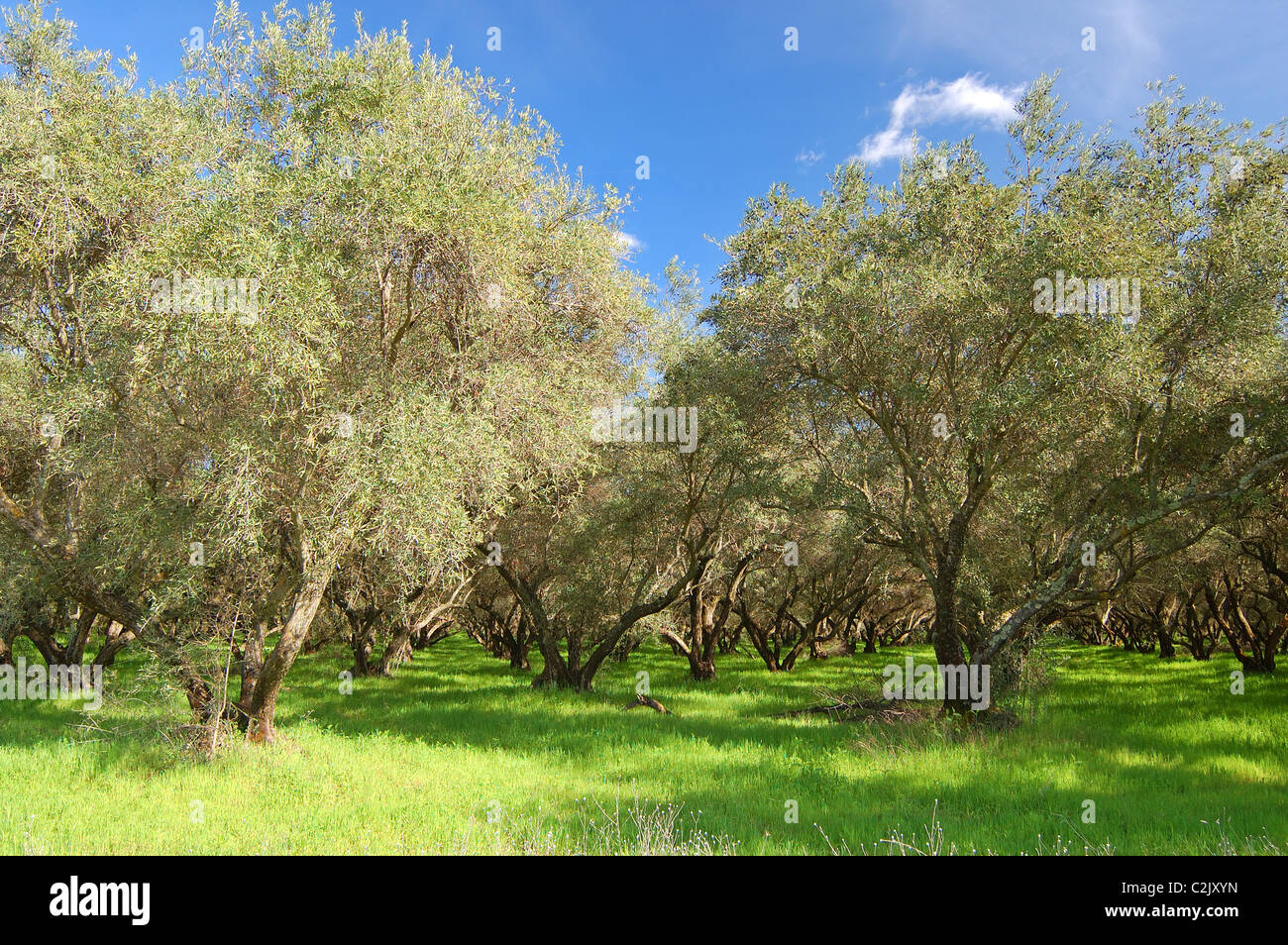 orchard in springtime Stock Photo