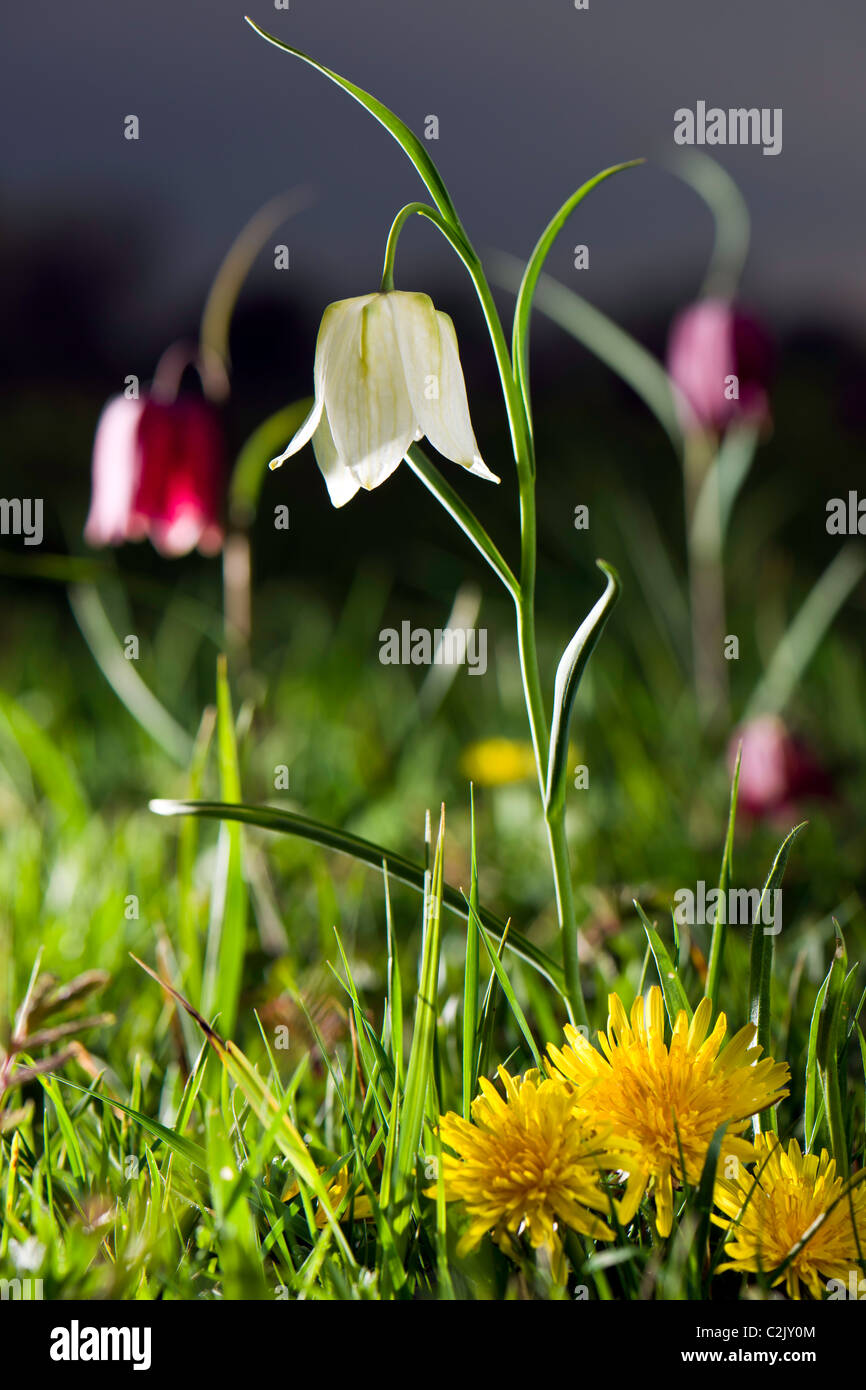 Snake's-Head Fritillary  - Fritillaria-meleagris Stock Photo