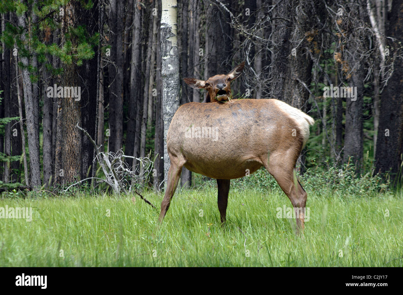 A cow elk (cervus canadensis) scratching it's back in Banff National