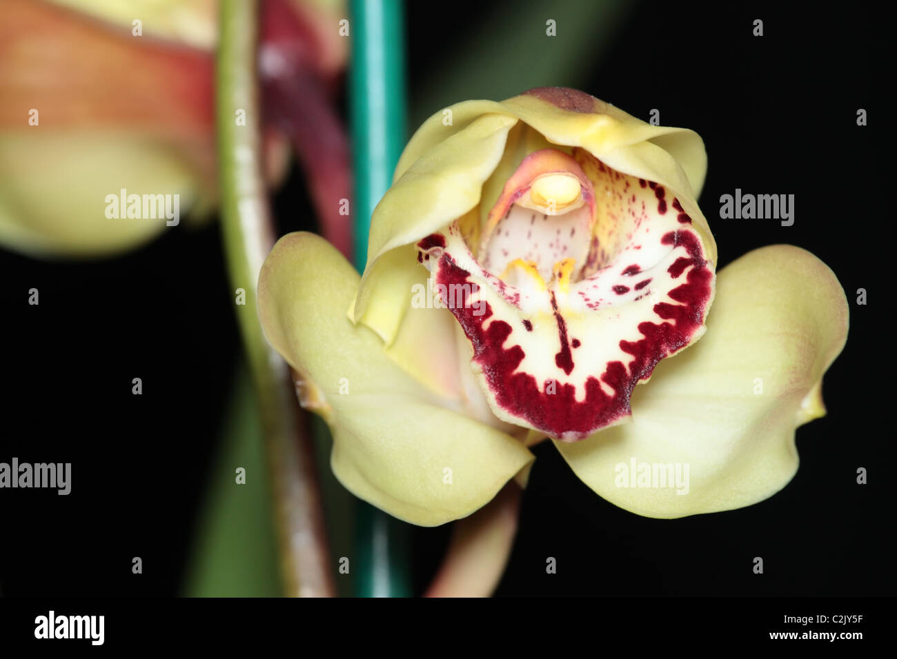 Cymbidium Orchid, Yellow Peach with Red Lips, Popular Indoor Plants, Indoor Decorations Stock Photo
