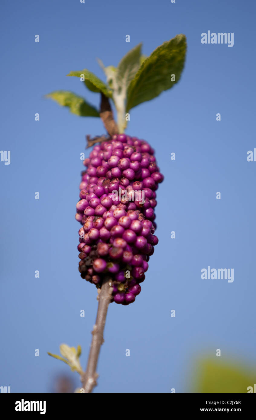 American Purple Beautyberry, Florida Keys, USA Stock Photo