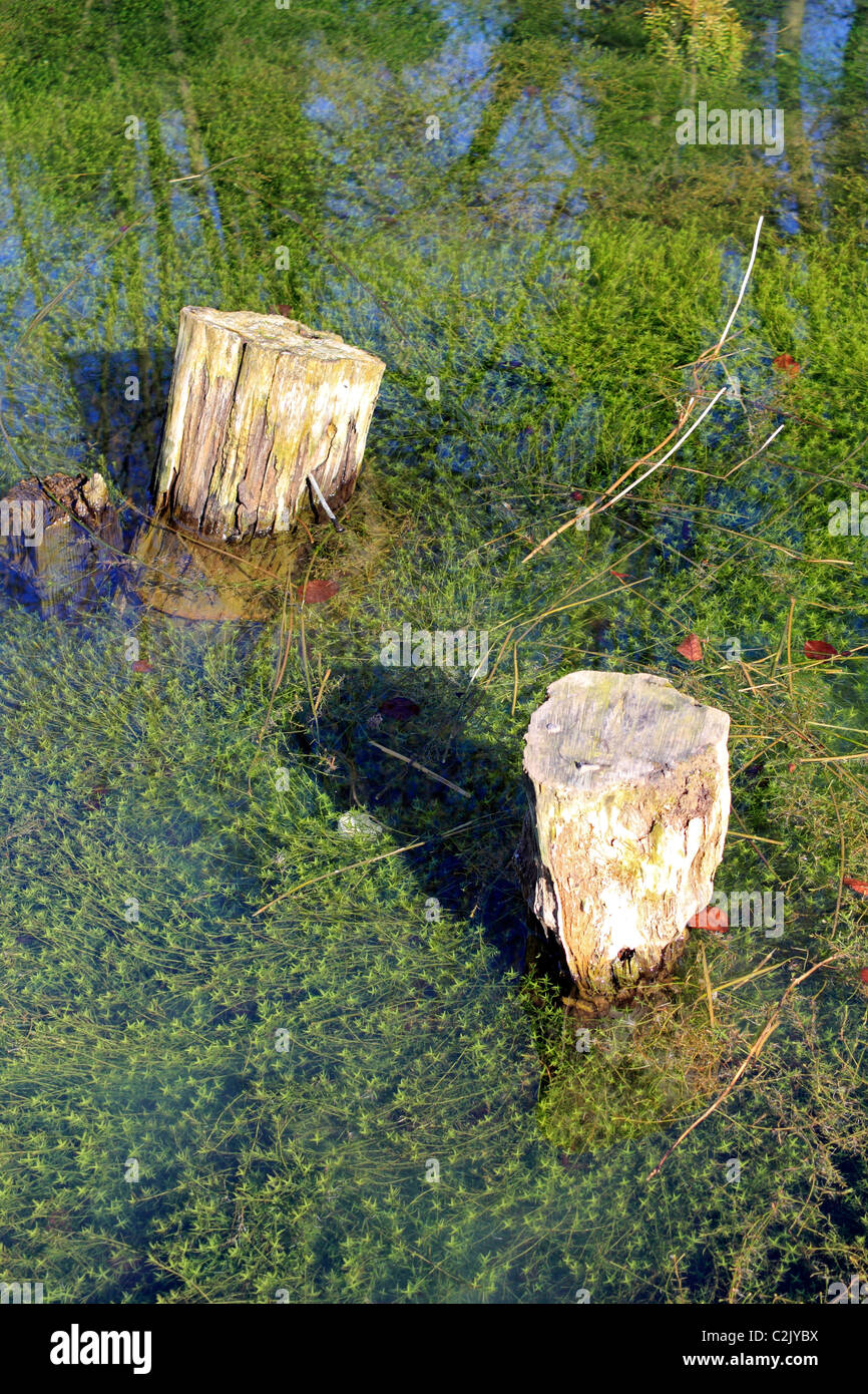The Silent Pool on the A25 Shere Road between Guildford and Dorking